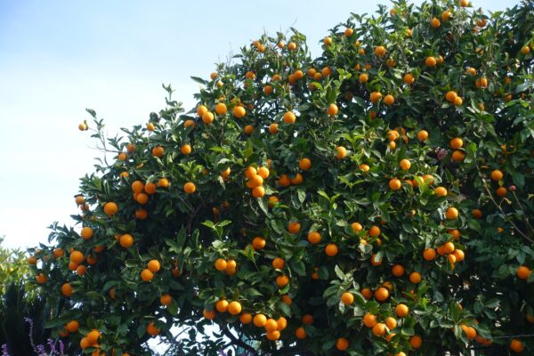 orangen Seife tree