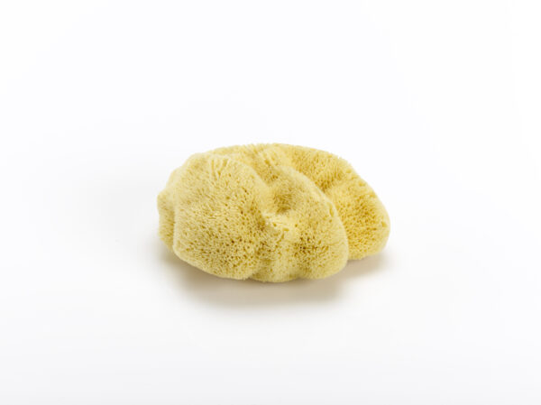 Silky Sponge
