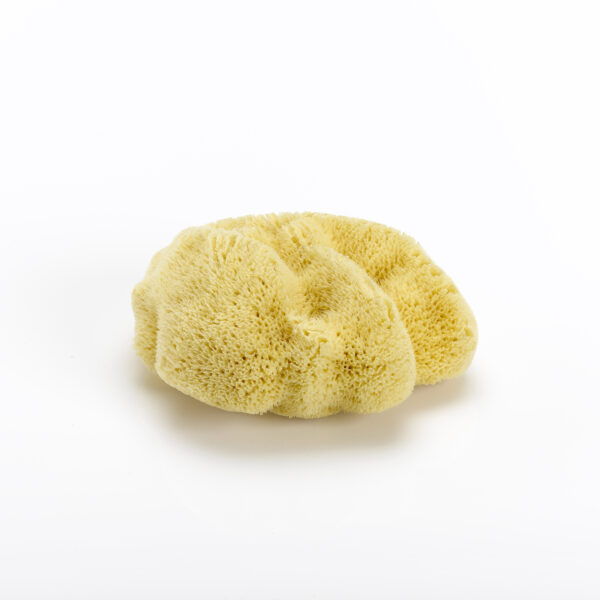 Silky Sponge